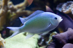 Princess Cichlid Swimming in its Tank