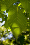 Princeton American Elm Leaf