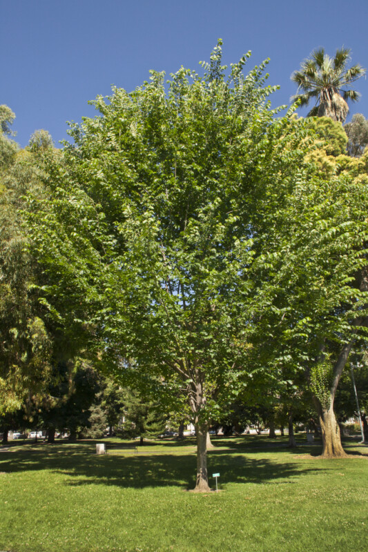 Princeton American Elm Tree at Capitol Park in Sacramento
