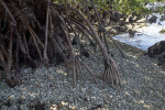 Prop Roots of a Mangrove