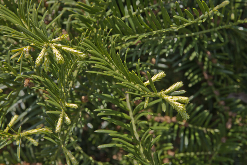 Prostrate Japanese Plum Yew Leaves