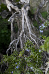 "Prostratus" Rosemary Branch