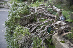 "Prostratus" Rosemary Branches