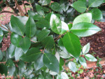 Privet Leaves