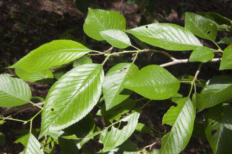 Prunus subhirtella x yedoensis Leaves