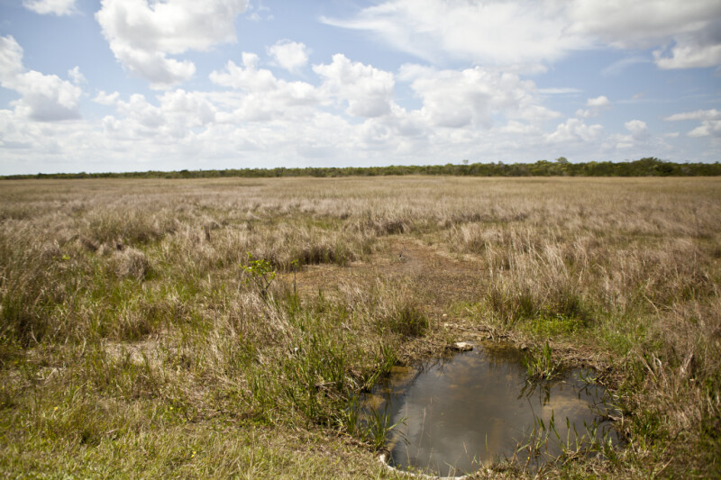 Puddle, Sawgrass Field, and White Clouds