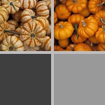 Pumpkin photographs
