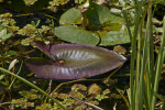 Purple Aquatic Leaf Floating on the Water's Surface