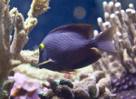 Purple Fish with White Lines at The Florida Aquarium