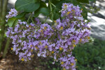 Purple Flowers with Yellow Stamens