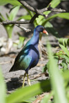 Purple Gallinule Looking Left