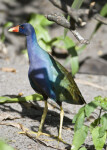 Purple Gallinule