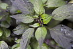 Purple-Leaf Hot Pepper