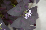 Purple Leaf Oxalis Flowers