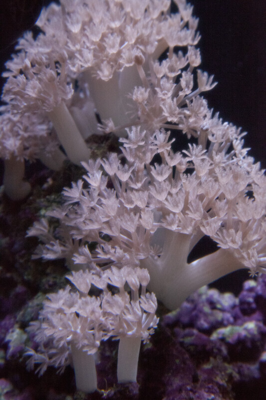 Purple Leather Mushroom Coral