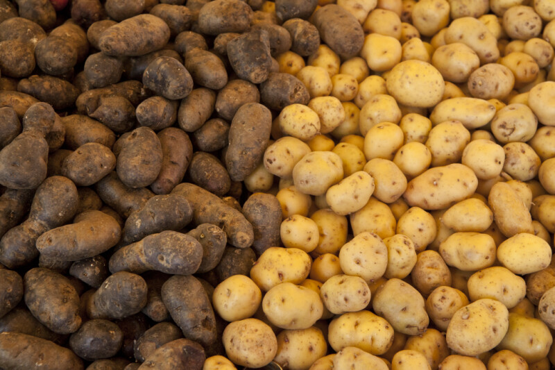 Purple Mini Popcorn Potatoes and Delaware Potatoes