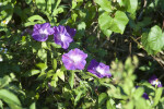 Purple Morning Glories