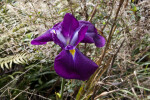 Purple Orchid Flower