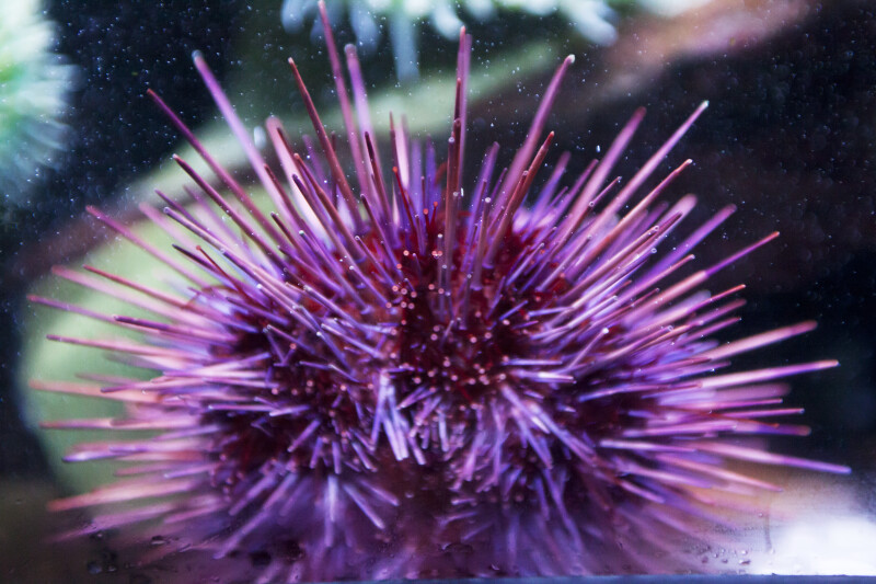 Purple Sea Urchin Close-Up