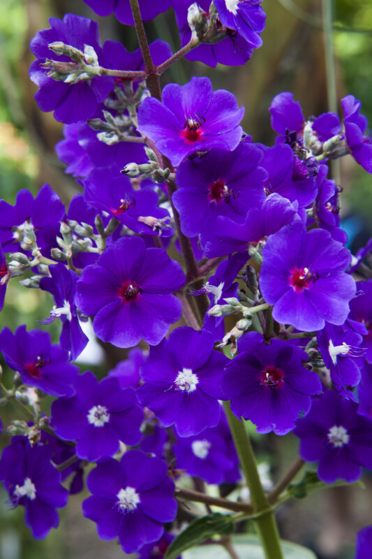 Purple, Silverleafed Princess Flowers with 5 Petals