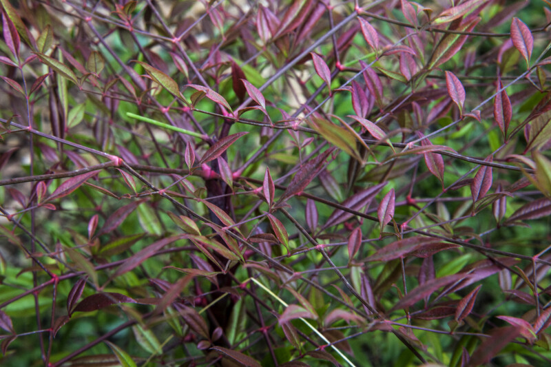 Purple to Green Nandina Branches and Leaves