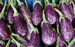 Purple-White Eggplants