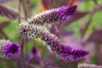 Purple-White Flower Tufts