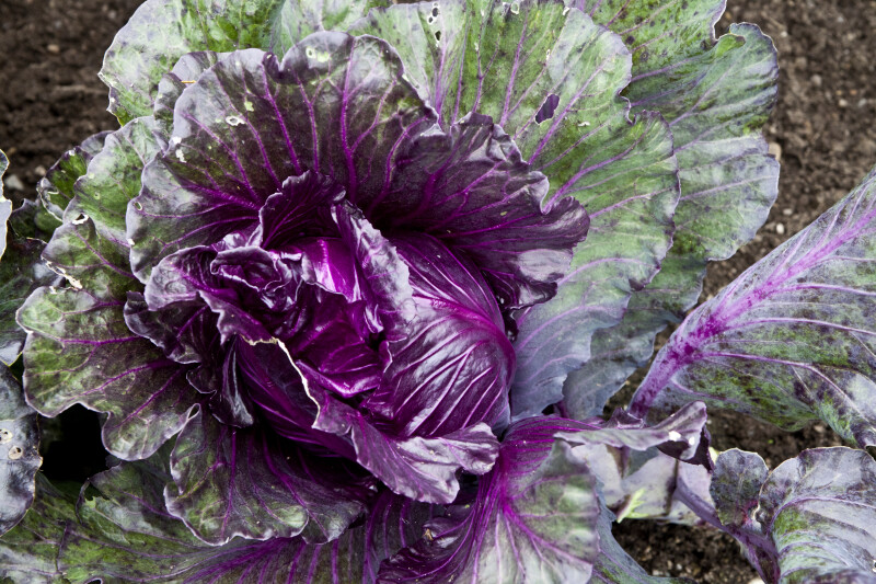 Purple Wild Cabbage