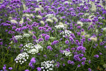 Purpletop verbena