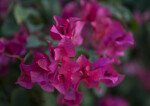 Purplish-Pink Flowers