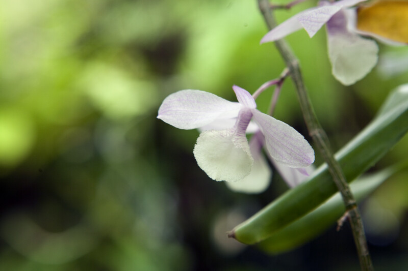Purplish-White Orchid flower