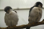 Pygmy Falcons