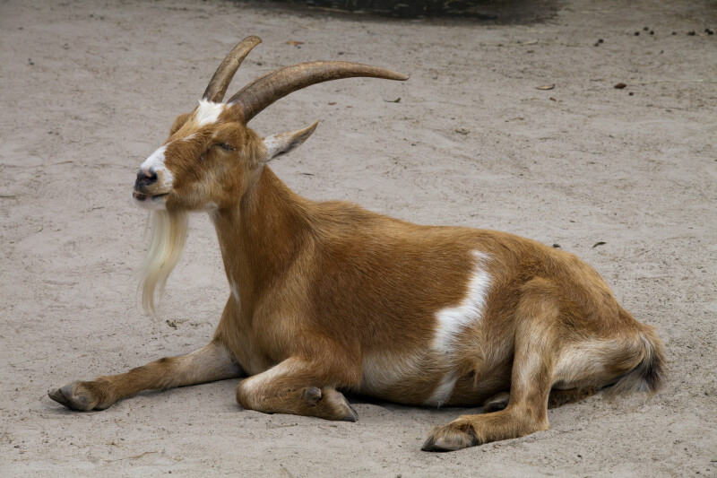 Pygmy Goat Sleeping