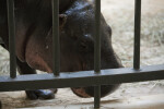 Pygmy Hippo