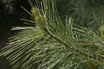 Pyramidal Eastern White Pine Tree Branch