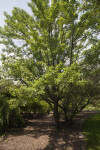 Pyrus cossonii Tree