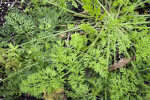 Queen Anne's Lace