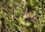 Queen Butterfly from the Side