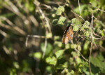 Queen Butterfly on a Leaf