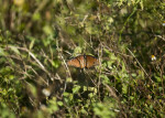 Queen Butterfly, Wings Spread