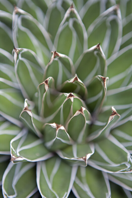 Queen Victoria Agave from Above