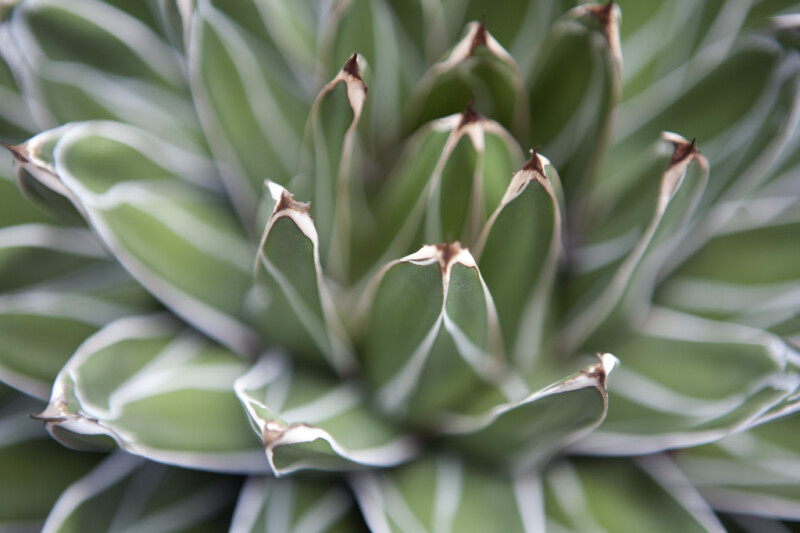 Queen Victoria Agave Heart