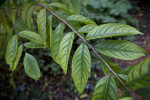 Queen's Crapemyrtle Branch