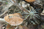 Quill Leaf and Beefsteak Polypore