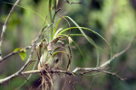 Quill Leaf Close-Up