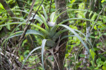 Quill Leaf on Tree