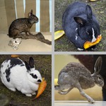 Rabbits photographs