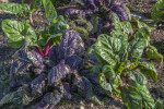 Rainbow Chard Plants with Purple and Green Leaves