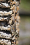 Rainbow Lizard at the Fairchild Tropical Botanical Garden