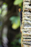 Rainbow Lizard on Pillar